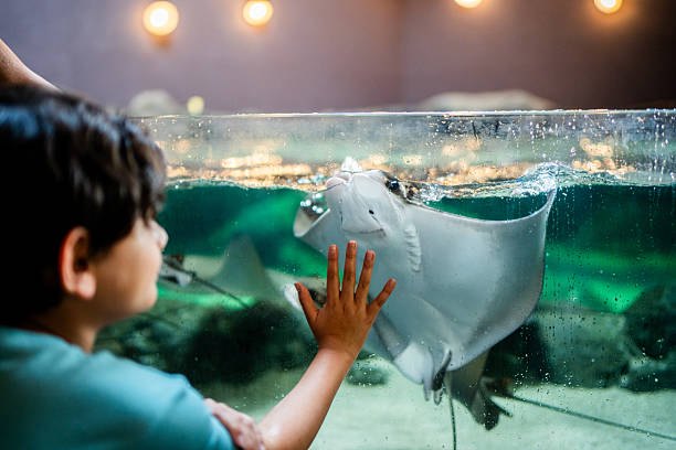 istock Child boy looking stingray on aquarium 2217349467