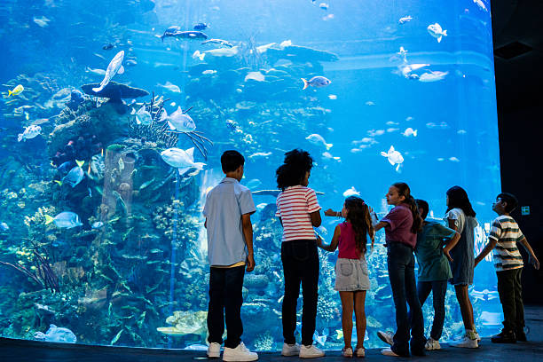 Child students looking fishes on aquarium