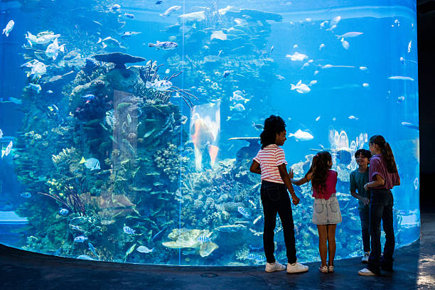 istock Child students looking fishes on aquarium 2217349583