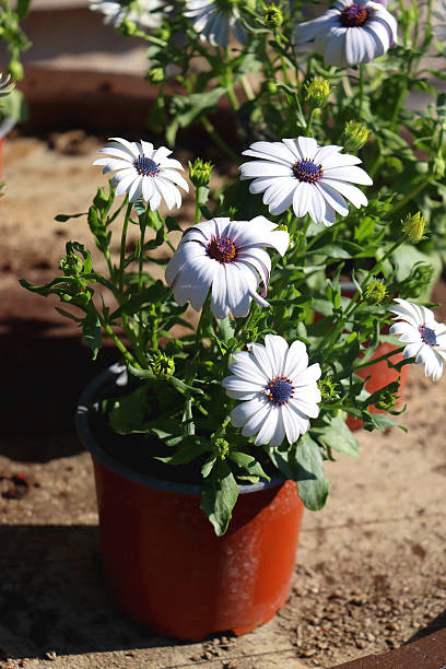 istock Flower Pot with White Flowers 2217351493