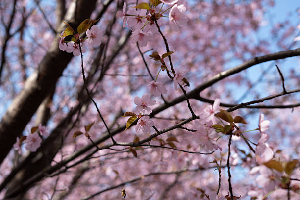 istock delicate pink cherry blossoms in full bloom against a vibrant blue sky, with branches intertwined, exuding a serene spring mood and highlighting nature's beauty and tranquility. sublime, color 2217351515