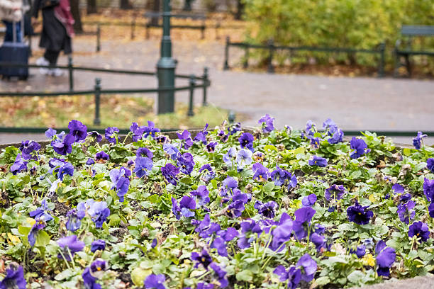 A flowerbed is visible with many purple widows blooming among green leaves, creating a bright and dense carpet of flowers.