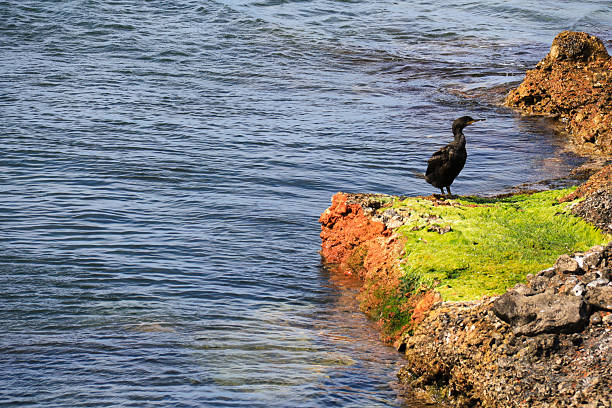 Cormoran perched on the rocks by the shore under the sun in Spain