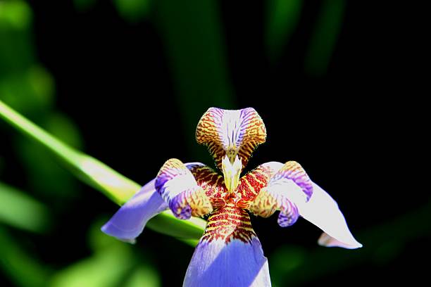 istock plant flower beach iris - Neomarica candida 2217352941