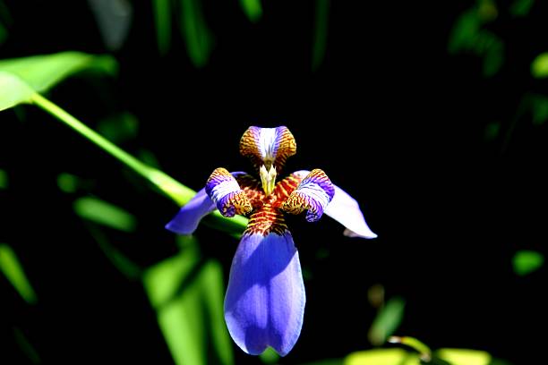 istock plant flower beach iris - Neomarica candida 2217352942