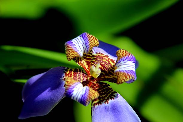 istock plant flower beach iris - Neomarica candida 2217352944