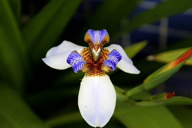 istock plant flower beach iris - Neomarica candida 2217352951