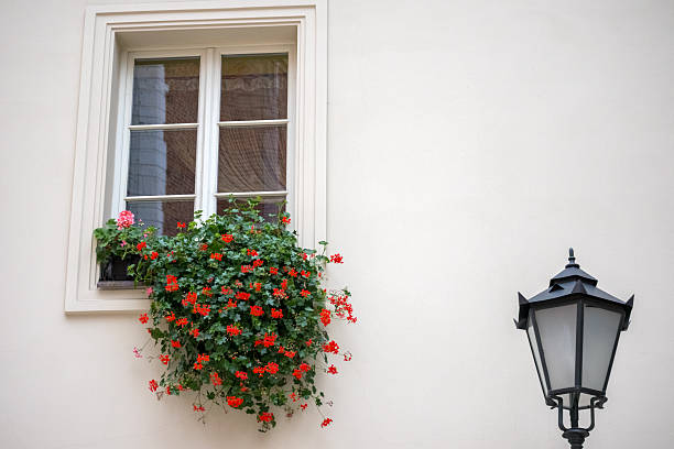 a bright facade window with white frames, under which is a flower box with abundantly blooming red flowers and green leaves, and next to it is a black street light pole.