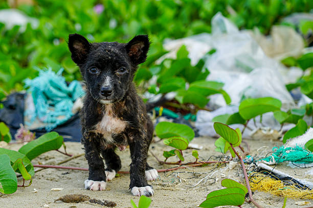 Abandoned sick black puppy on a polluted beach, surrounded by sand, scattered trash, green vines, and fishing waste, Mui Ne, Vietnam