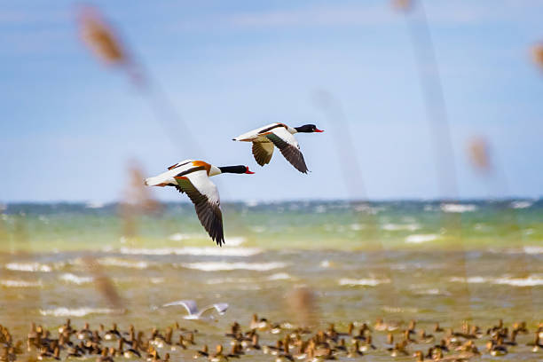 Common Shelducks and a small group of Brent Goose gathering near a channel of water in the wadden sea at low tide near Neuharlingersiel, Germany with the shore of Spiekeroog visible in the distance