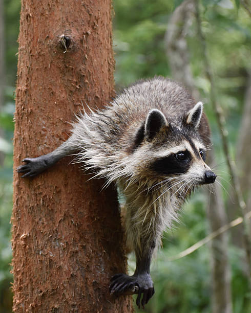 istock Raccoon in the swamp 2217359658