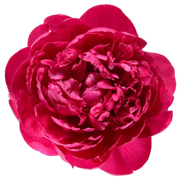 istock Red peony flower in full bloom, isolated background 2217362696