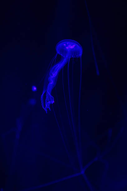 istock Jellyfish in dark water 2217363410