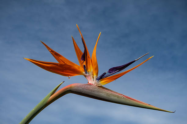 bird of paradise flower