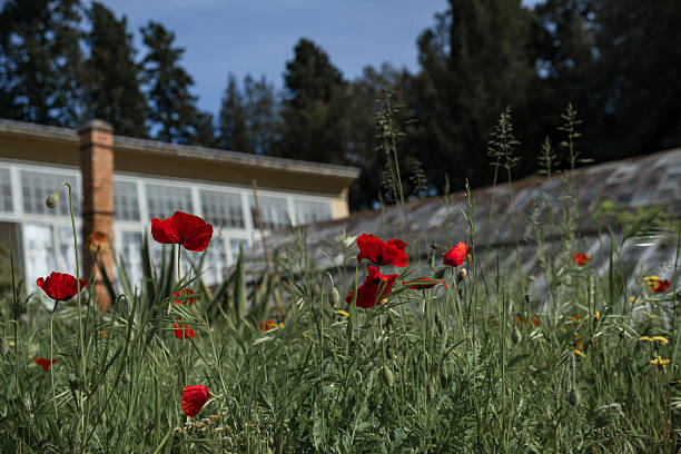 istock Red poppy flowers 2217364726