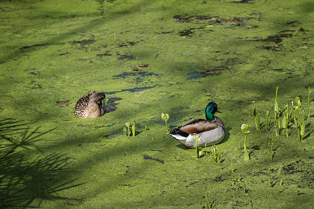 istock Couple of mallard ducks 2217364756