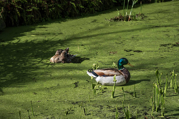 istock Couple of mallard ducks 2217364776