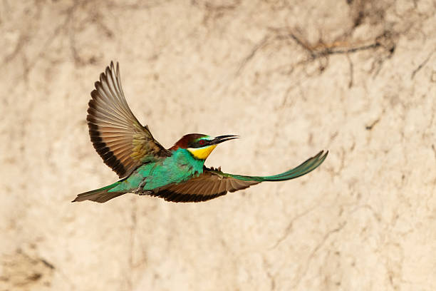 istock European bee-eater Merops Apiaster in the wild 2217364801