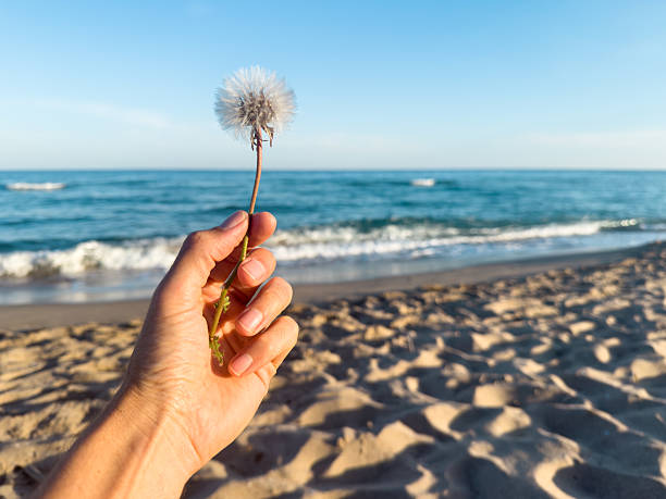 Hand gently holding a dandelion against a blurred background of blue sea and sandy beach on a bright sunny summer day, evoking a sense of peace and tranquility