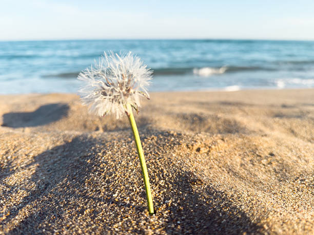 istock Dandelion growing on a sandy beach in summer 2217365020