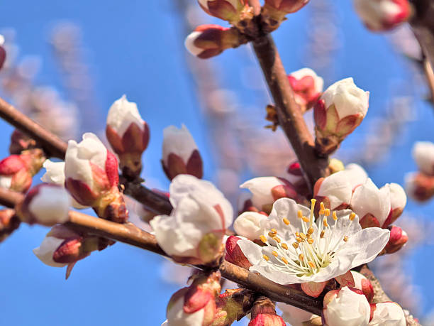 White apricot blossom surrounded by budding flowers against a bright blue sky. The scene captures the essence of spring and nature's beauty.