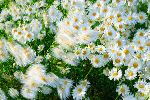 Oxeye daisies or Marguerite ( Leucanthemum vulgare), are moving in the wind. Blurred motion due to long exposure.