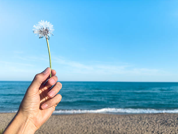 Hand holding a delicate dandelion clock, set against a stunning out-of-focus seascape on a bright summer day, capturing the essence of tranquility and beauty by the shore