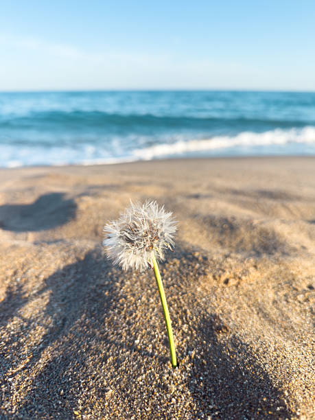 Dandelion growing on a sandy beach in summer