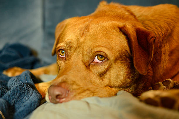 A serene indoor portrait of a retriever mix dog resting quietly on a couch. The scene reflects relaxation, trust, and the quiet companionship dogs bring to home life, making it perfect for pet care, adoption, or home comfort topics.