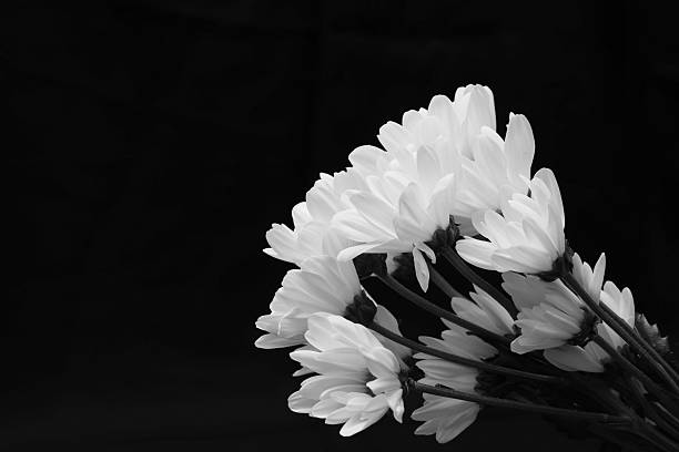 White chrysanthemum in a black background.
