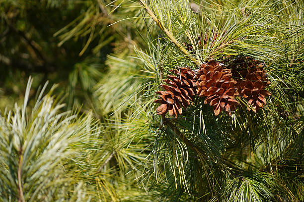 istock Fir cones growing on a branch close up 2217369355