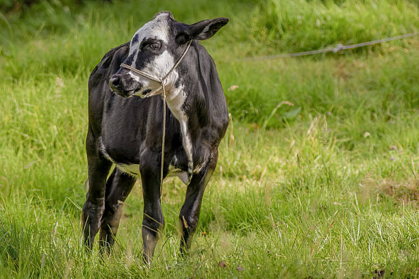 A black and white calf standing on a grass field, illuminated by the sunset light, in a farm in the eastern Andean mountains of central Colombia, near the Iguaque natural reserve.