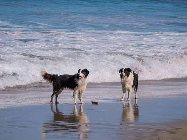 istock Two wet border collies standing on a sandy shoreline, looking happy and alert 2217370066