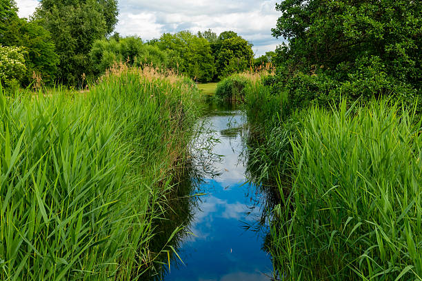 istock Lush greenery frames a serene waterway reflecting cloudy skies in a tranquil landscape during the day 2217370768