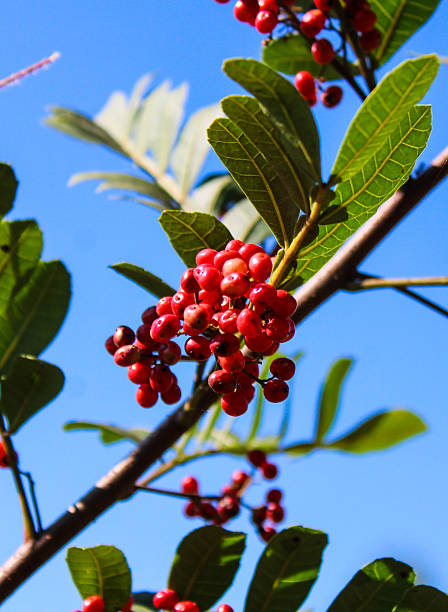 istock Low angle view of red berries growing on tree 2217370967