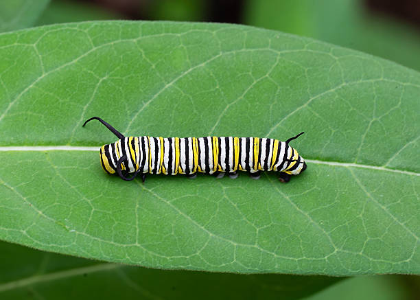 istock Monarch Butterfly Caterpillar Stretched Out on Milkweed Leaf 2217372578