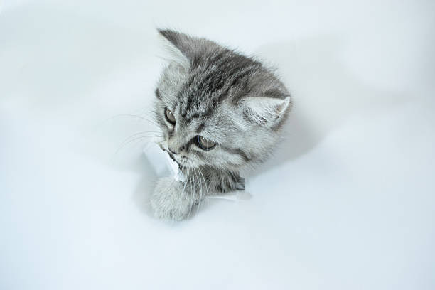 Little  Scottish Straight kitten stuck its muzzle into a hole in a torn white sheet of paper background. Copy space. Face of cute baby pet cat with fur colored in tabby close up.