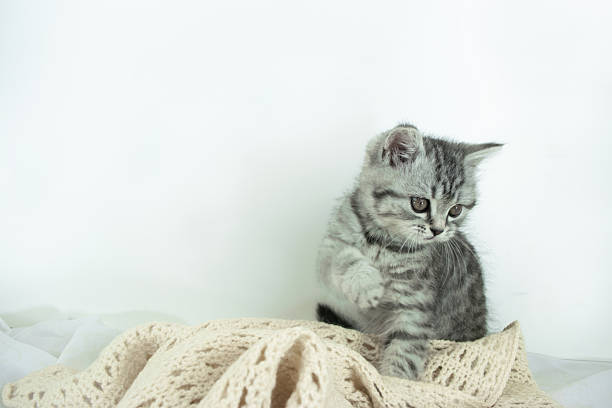 Little Scottish Straight kitten lies on white silk fabric against white background with copy space.