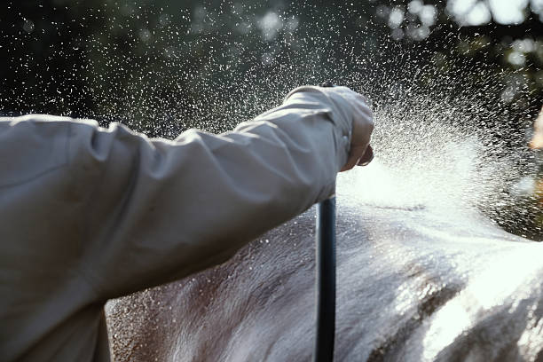 Person bathing horse with splash from water on back during summer for equine care.