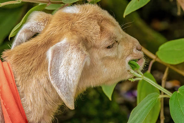 istock A brown and white goat kid eats glory bush leaves 2217373120