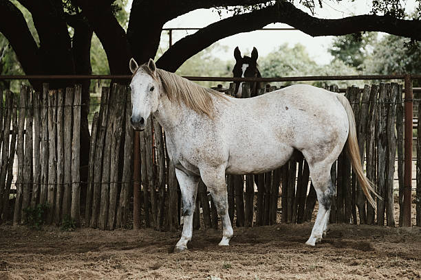 istock Gray horse on ranch under tree in shade 2217373136