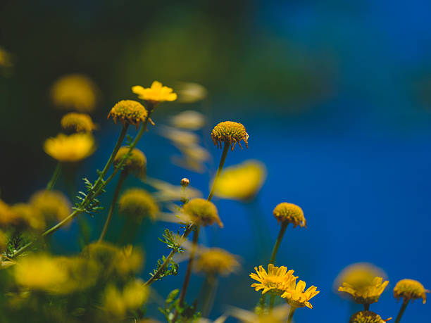 beautiful flowers in the forest