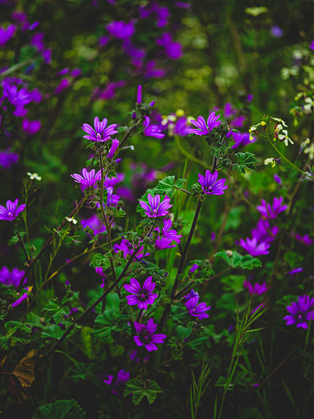beautiful flowers in the garden