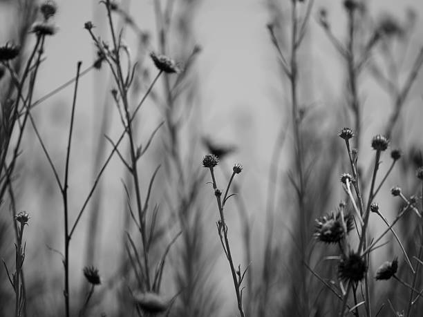 istock dried flowers in the garden 2217375763