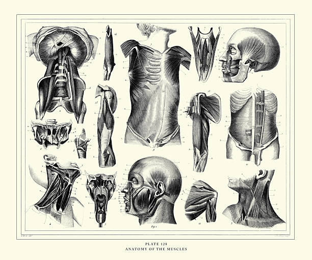 Anatomy of the Muscles Engraving Antique Illustration, Published 1851. Source: Original edition from my own archives. Copyright has expired on this artwork. Digitally restored.