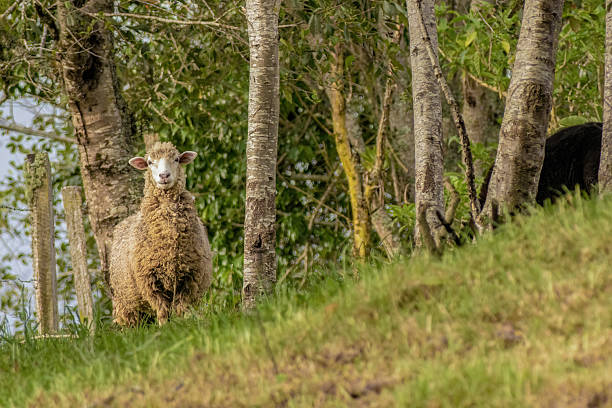 istock A ewe looking from a hill at the edge of a forest 2217376905