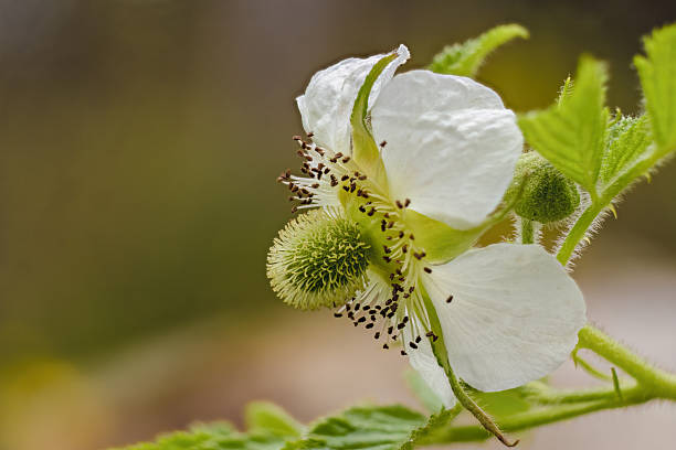 Side view of a strawberry flower fully opened; focus stacked macrophotography captured in a farm in the eastern Andean mountains of central Colombia, near the Iguaque natural reserve.