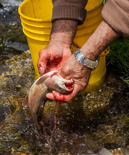 A group of rainbow trout (Oncorhynchus mykiss) swim in clear, rippling water. The fish display their distinctive speckled patterns and pinkish-red hues along their sides. Sunlight reflects off the water's surface, creating a dynamic, textured effect.