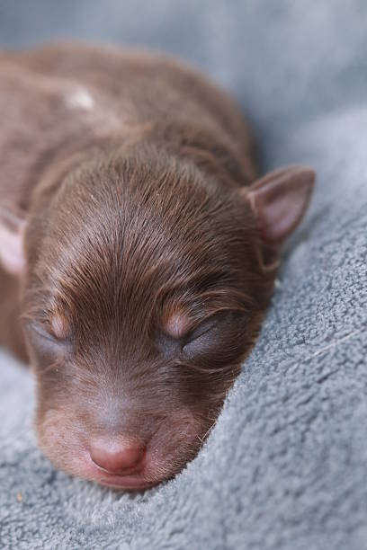 istock A brown puppy is sleeping on a blue blanket 2217379040