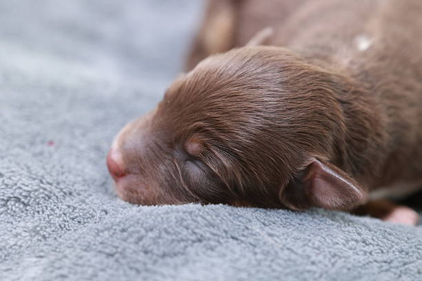 istock A brown puppy is sleeping on a blanket 2217379091